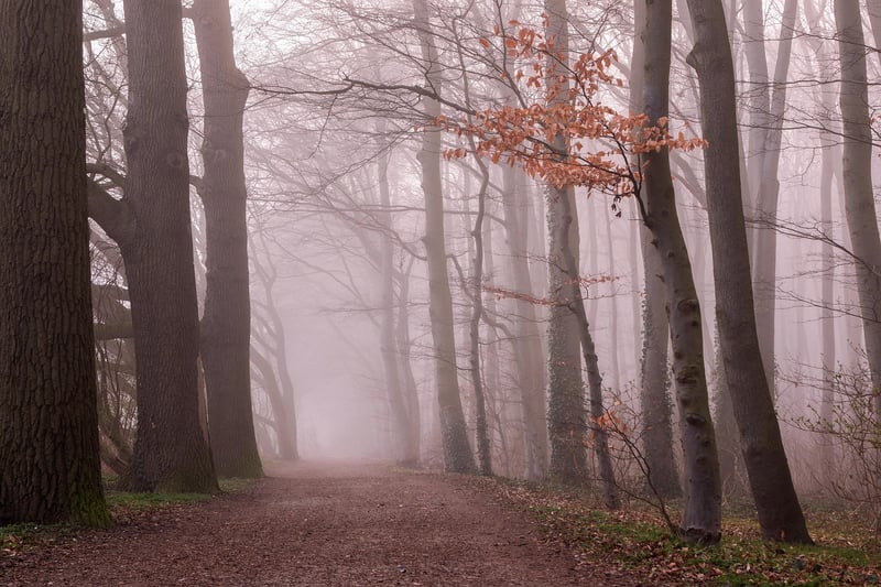 Jungle Path