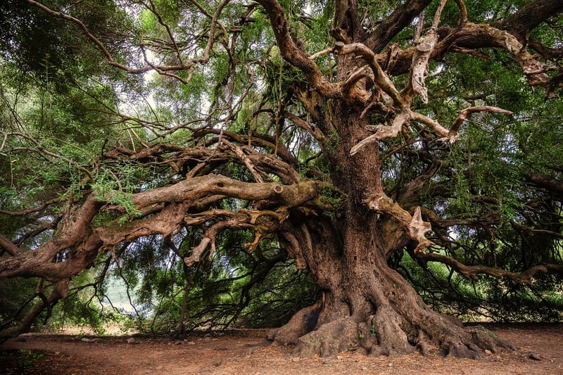 Nature Photography