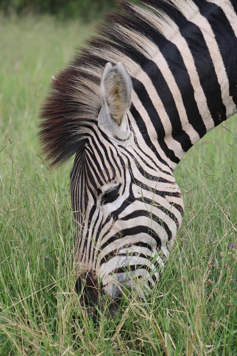 Zebra in the wild